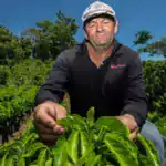 Costa Rica coffee farmers innovate as rainfall plummets