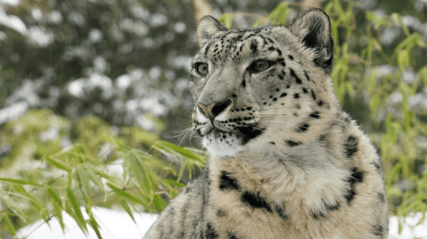 India’s elusive snow leopards snapped in key survey