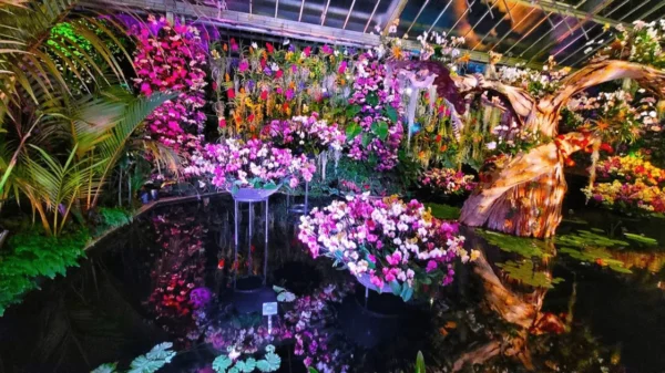 Radiant beauty Orchids at Night on display in London